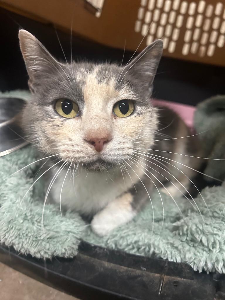 Roxie — thumbnail 2