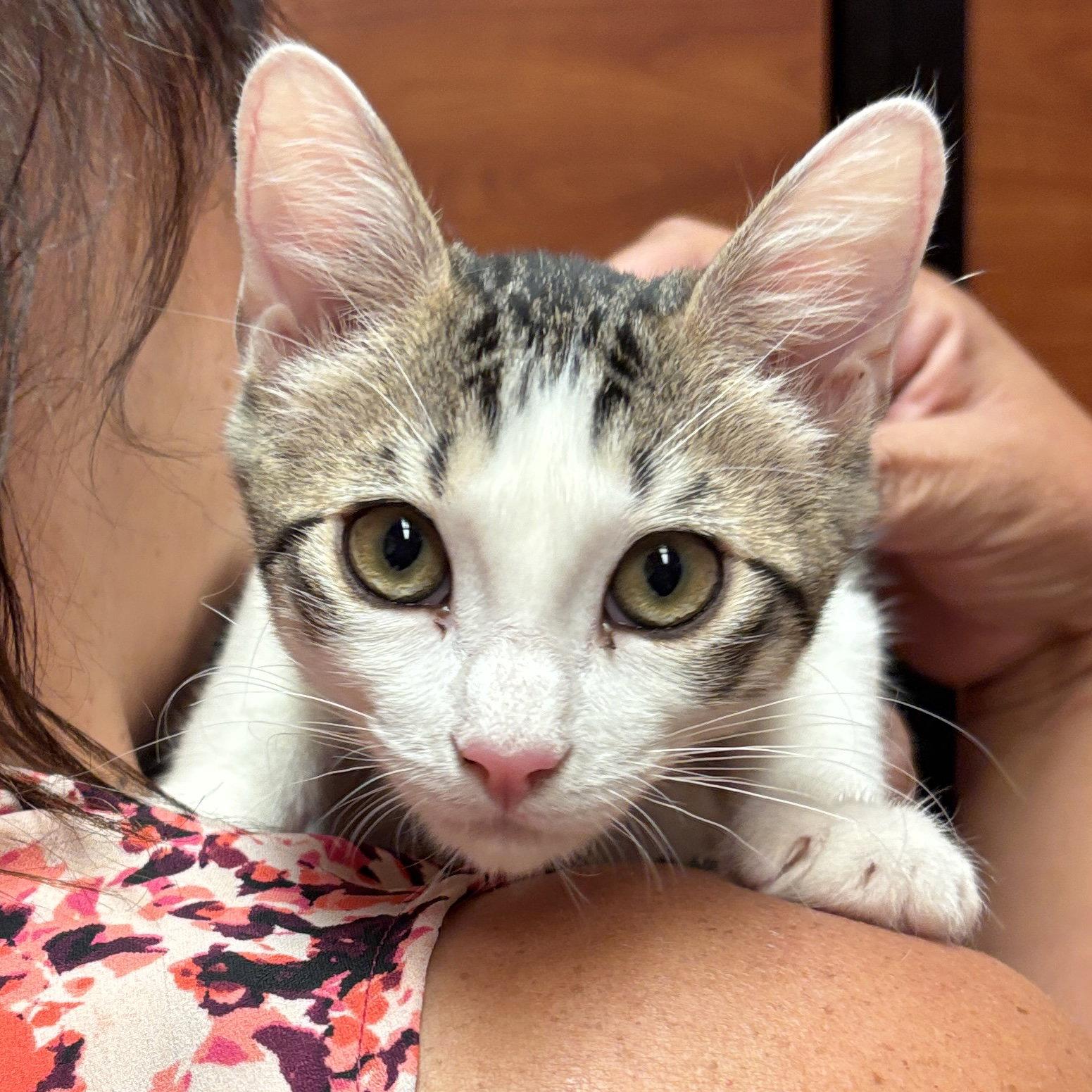 Enlarge Robin, a Adoptable Domestic Short Hair in Sonora, CA image 1/1