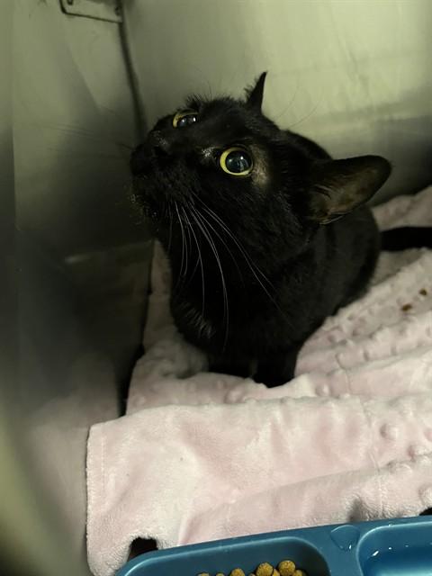 RAVEN, Adoptable, Young Female Domestic Short Hair.