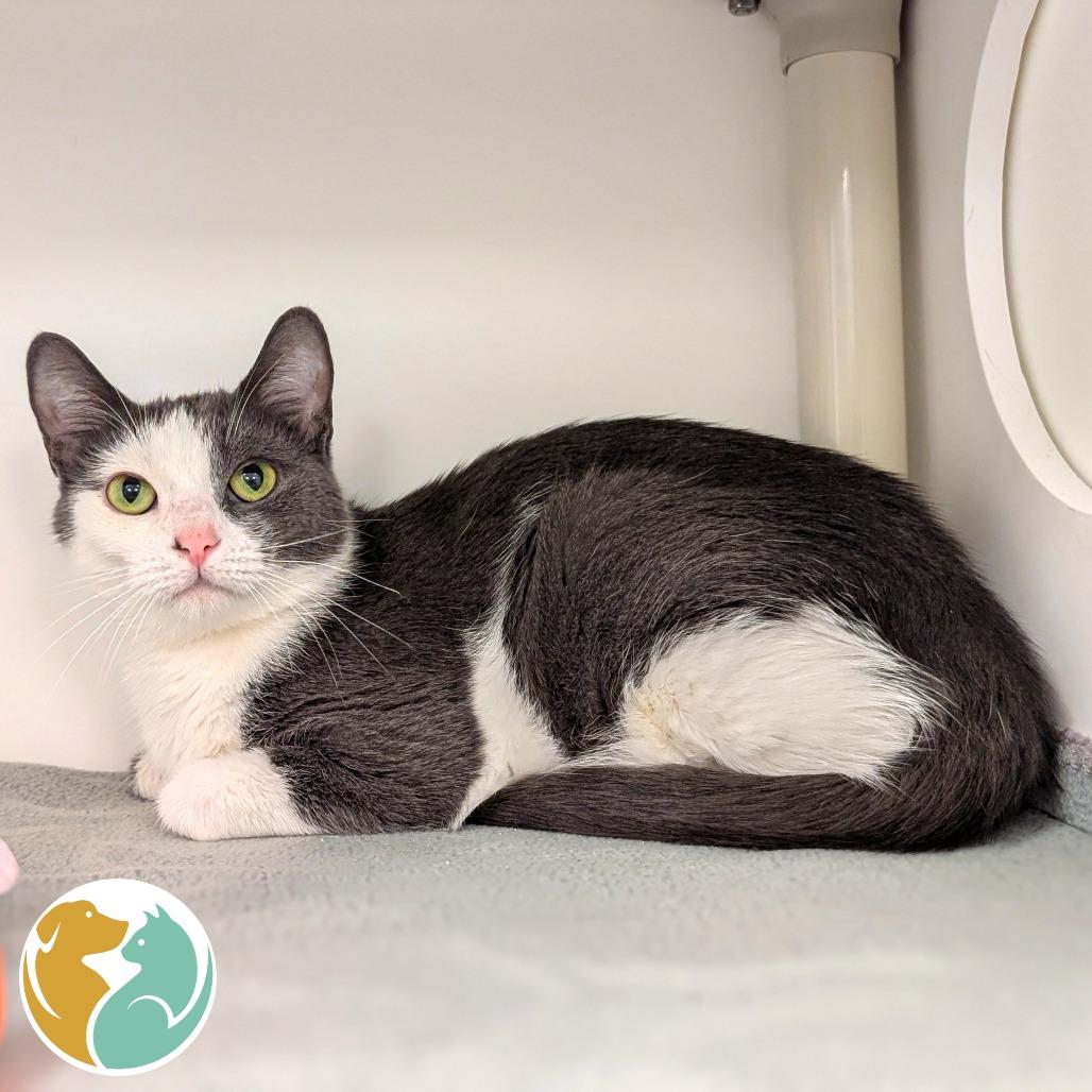 Enlarge Luna, a Adoptable Domestic Short Hair in Toledo, OH image 1/1