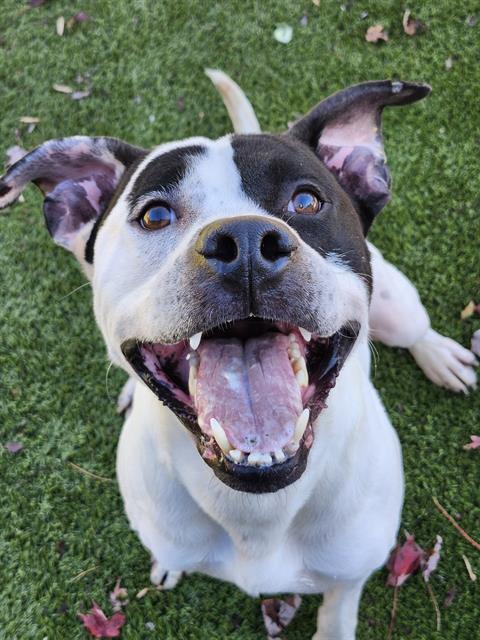 MAGNUM, Adoptable, Adult Male American Bulldog.