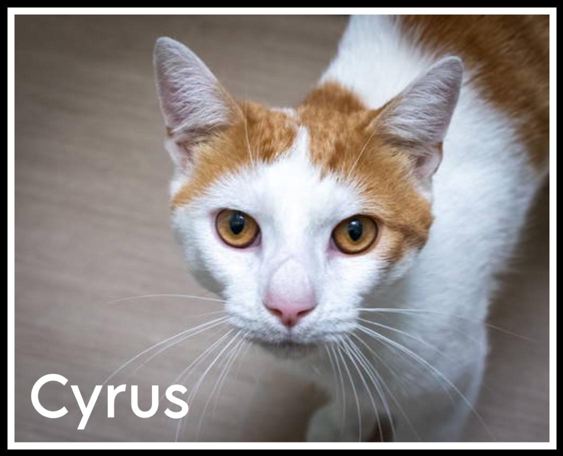 Cyrus (fcid# // - thumbnail 3