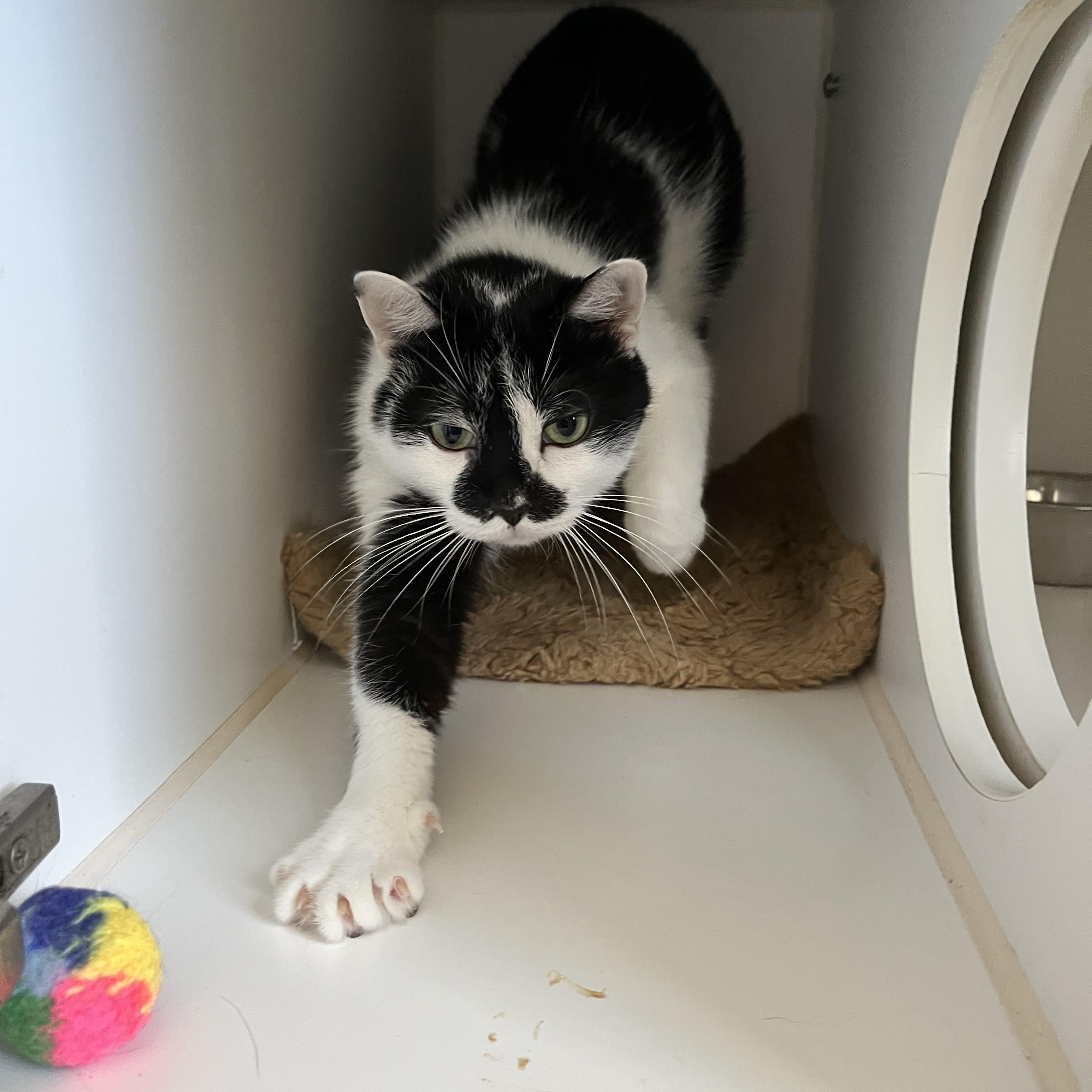Enlarge Camille , an adopted Domestic Short Hair in Salisbury, MA image 2/3