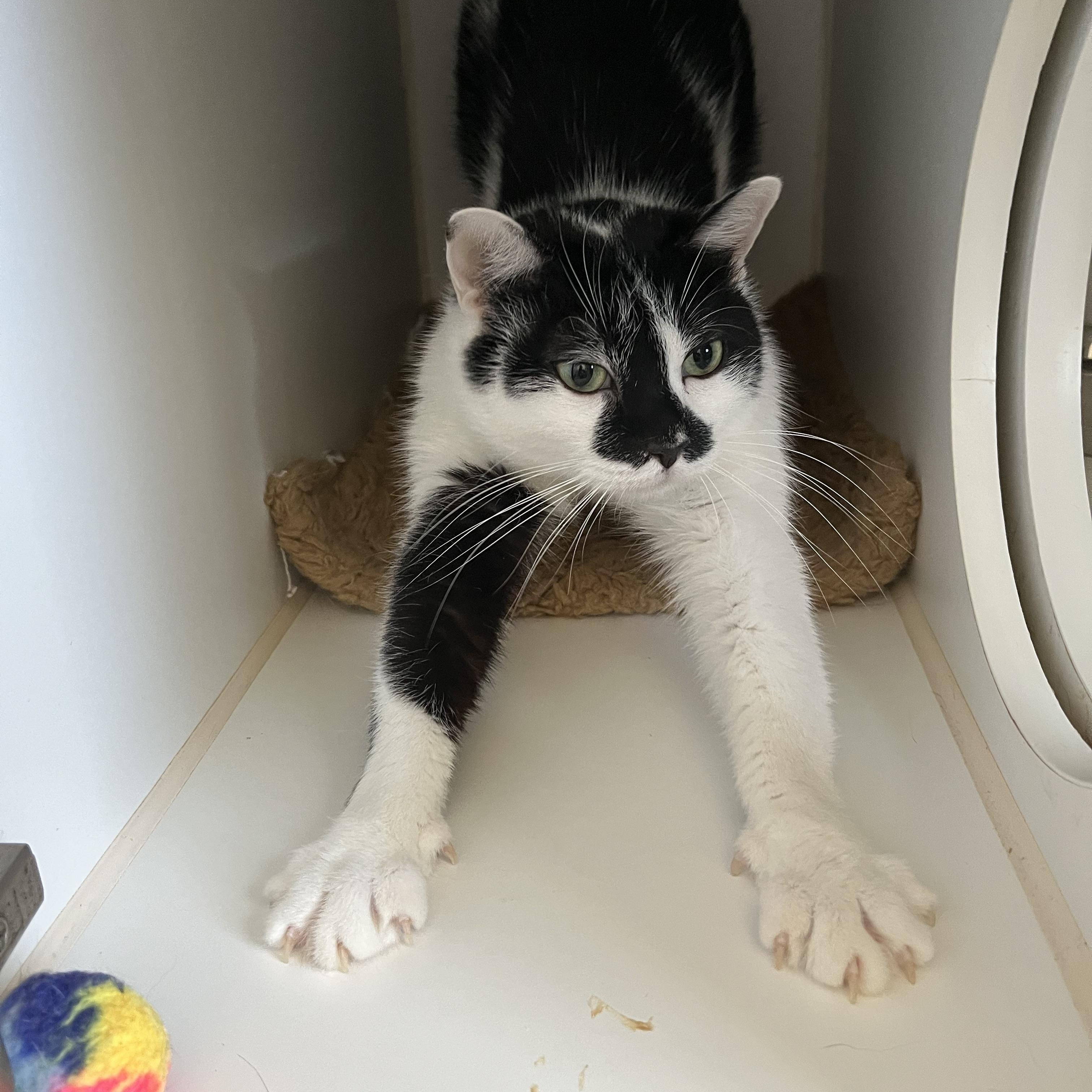Enlarge Camille , an adopted Domestic Short Hair in Salisbury, MA image 1/3