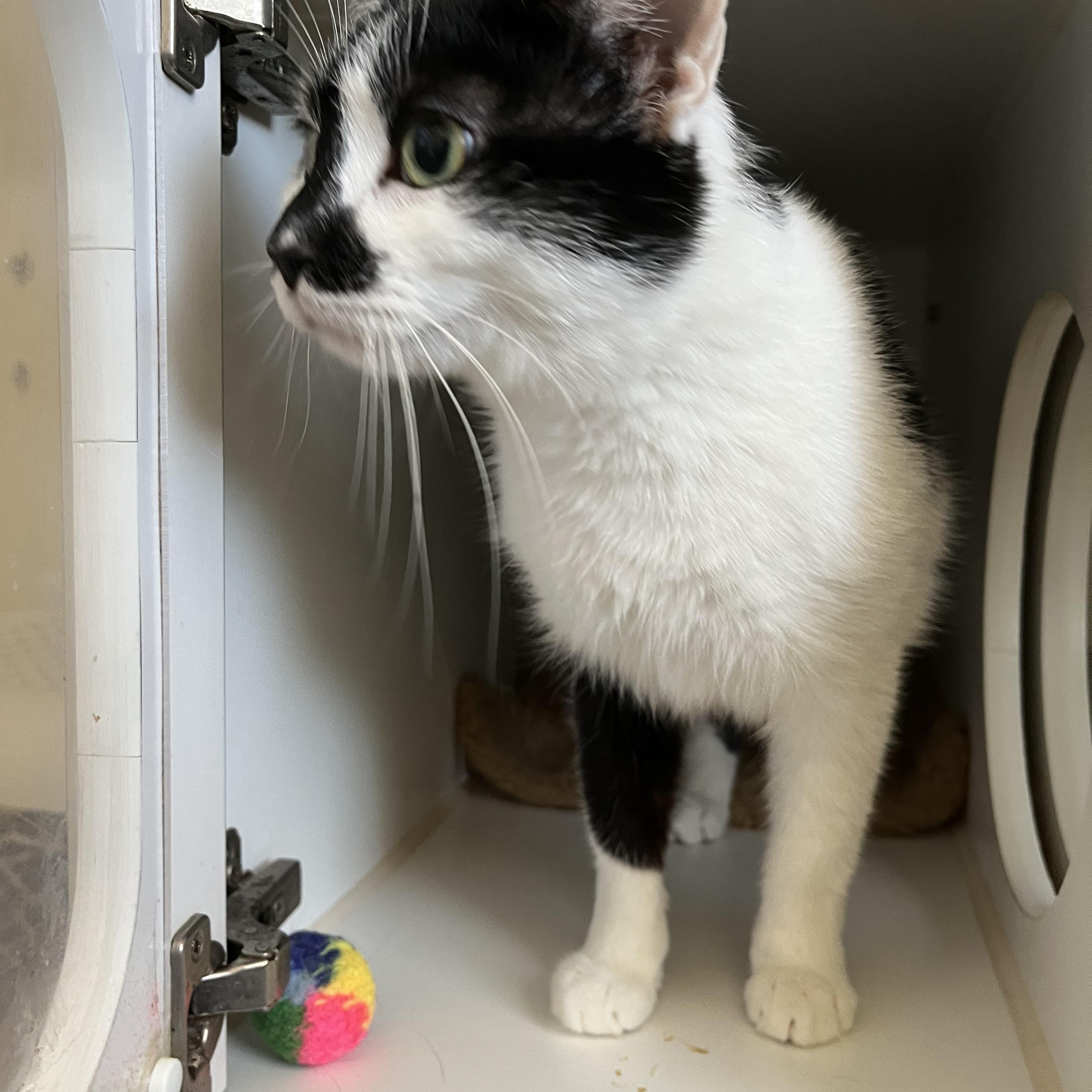 Enlarge Camille , an adopted Domestic Short Hair in Salisbury, MA image 3/3