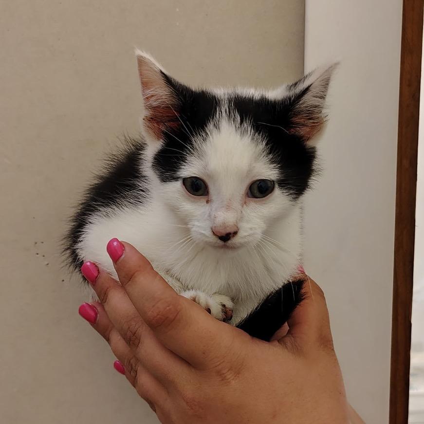 Cucumber, Adoptable, Kitten Male Domestic Short Hair.