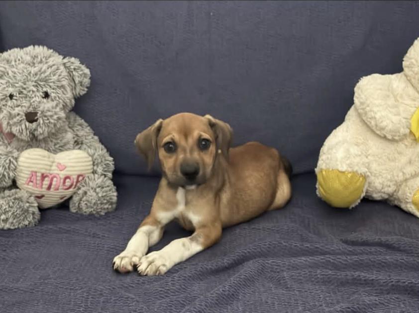 Enlarge Missy, a Adoptable mixed breed in Rochester, NY image 1/1