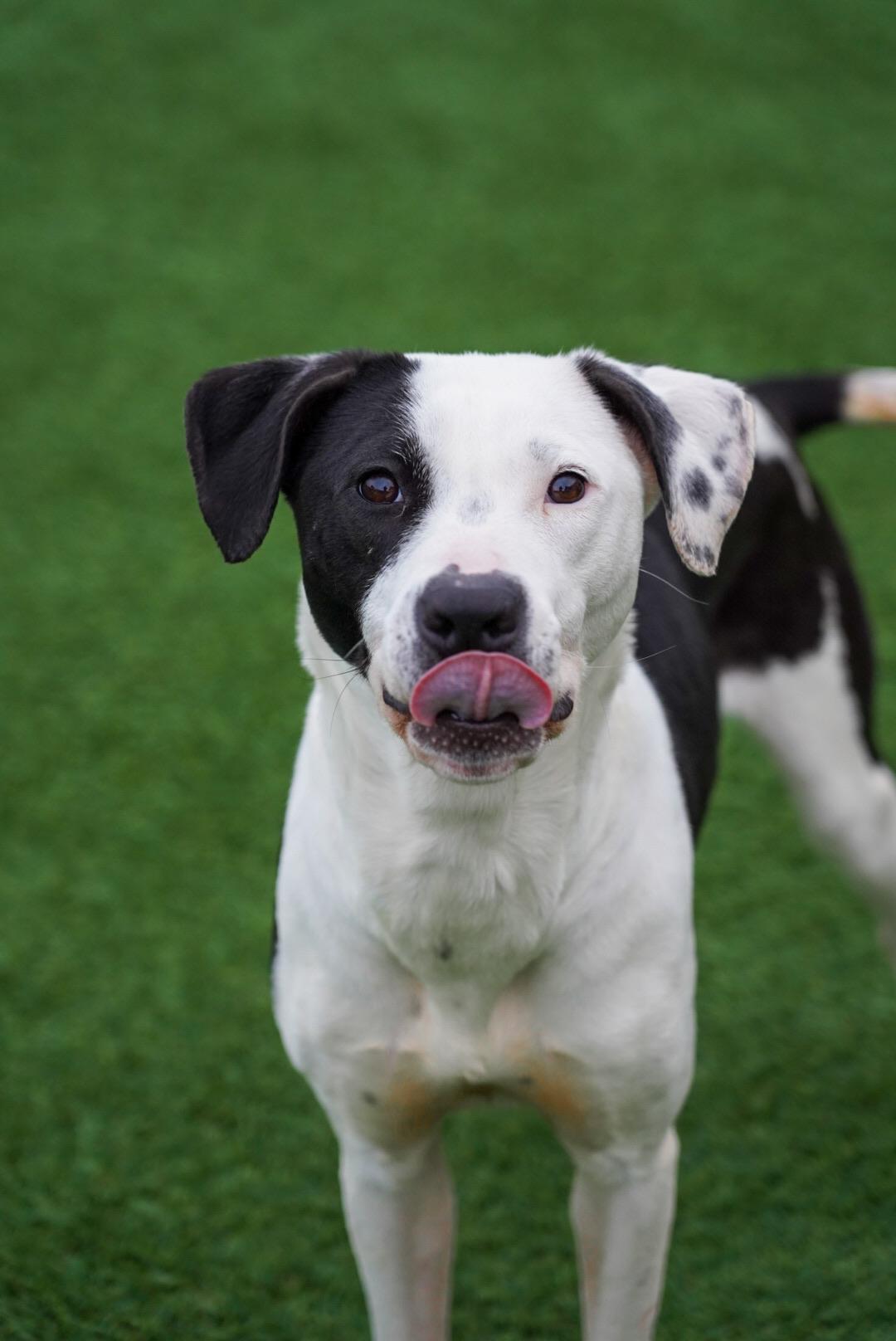 Enlarge Birdie, a Adoptable mixed breed in Mckinney, TX image 2/5