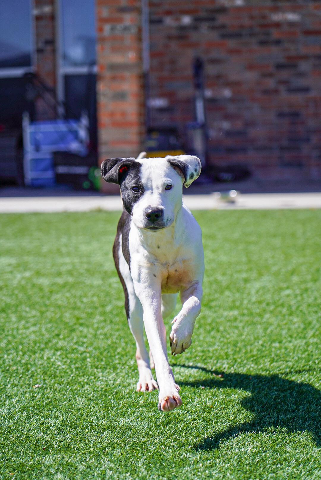 Enlarge Birdie, a Adoptable mixed breed in Mckinney, TX image 3/5