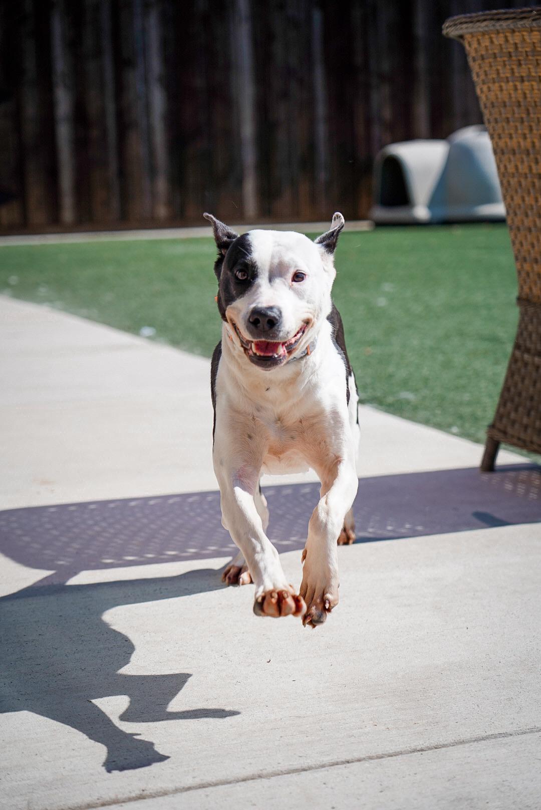 Enlarge Birdie, a Adoptable mixed breed in Mckinney, TX image 4/5