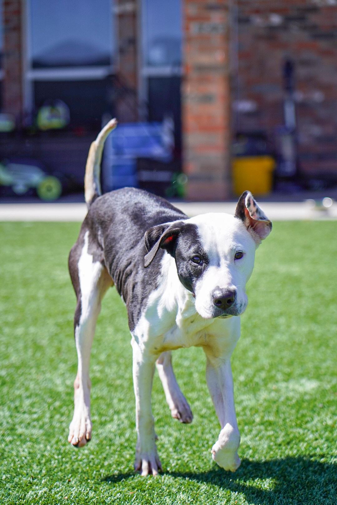 Enlarge Birdie, a Adoptable mixed breed in Mckinney, TX image 5/5