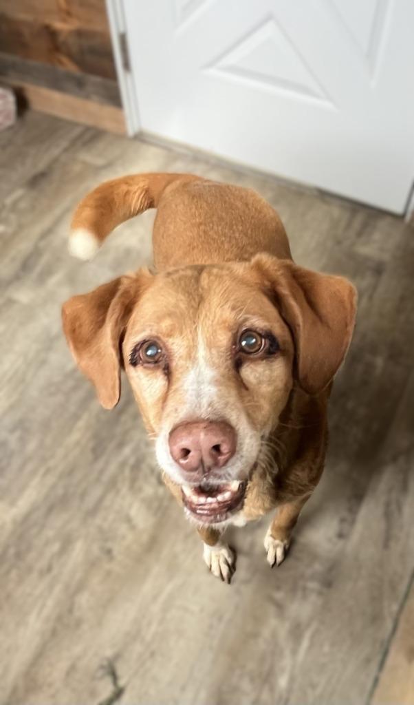 Buddy, Adoptable, Senior Male Nova Scotia Duck Tolling Retriever.