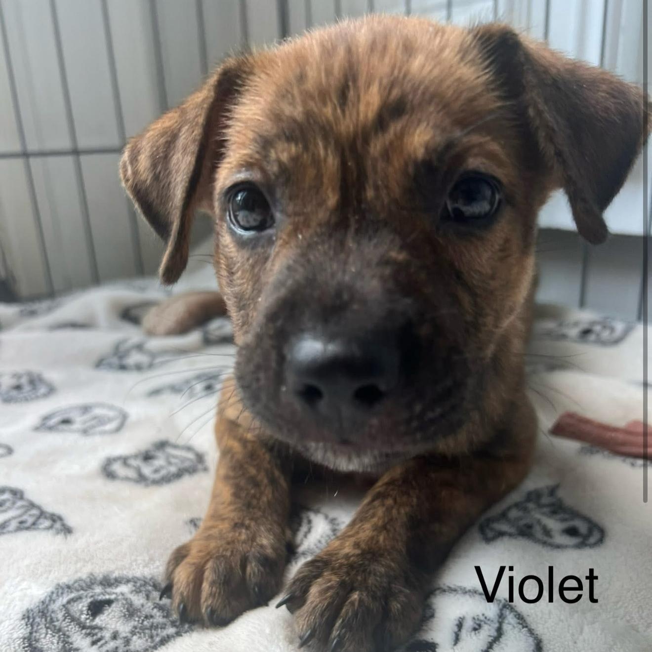 Violet