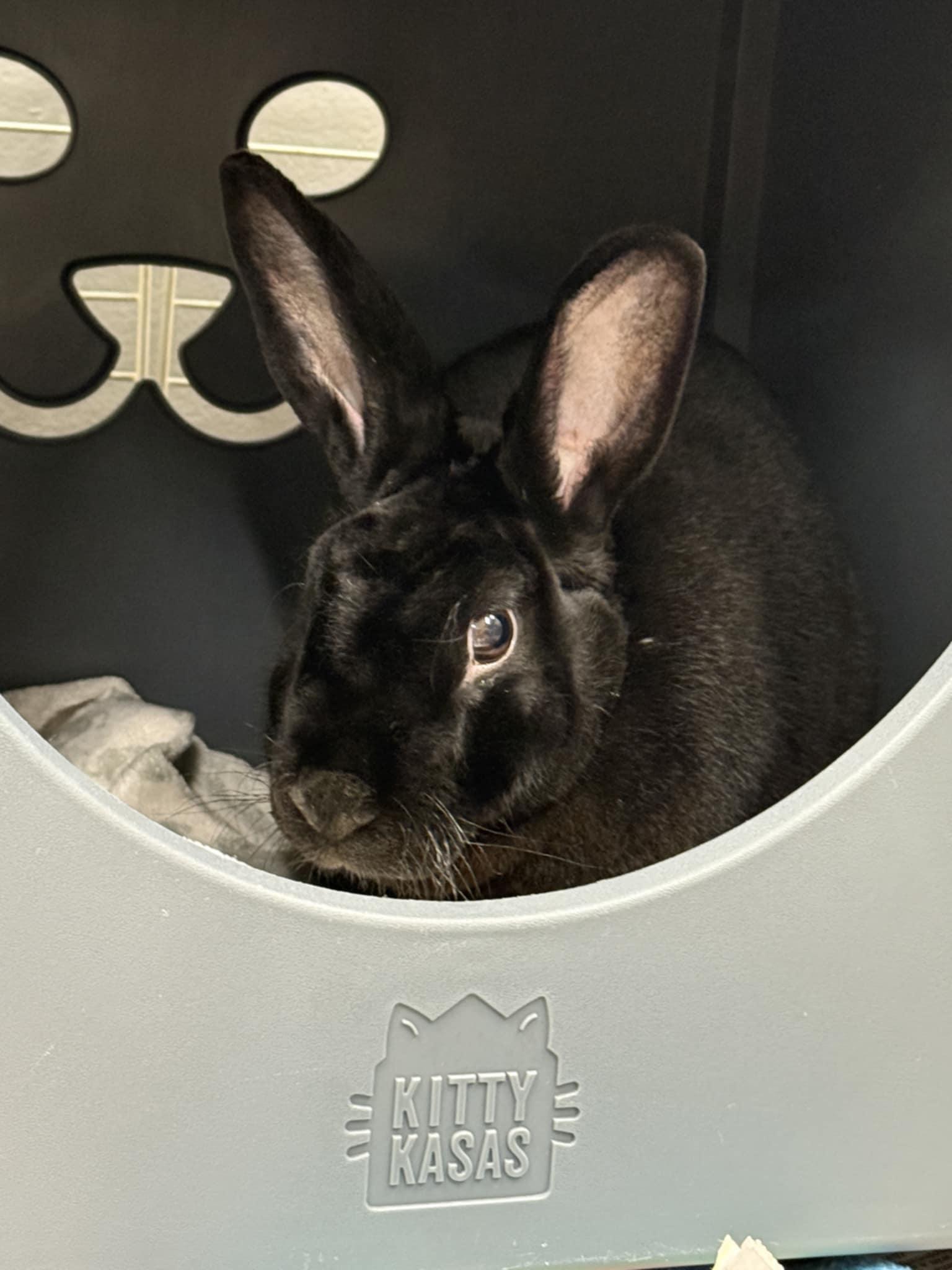 Enlarge Mango, a Adoptable Mini Rex in Sauk Village, IL image 1/1