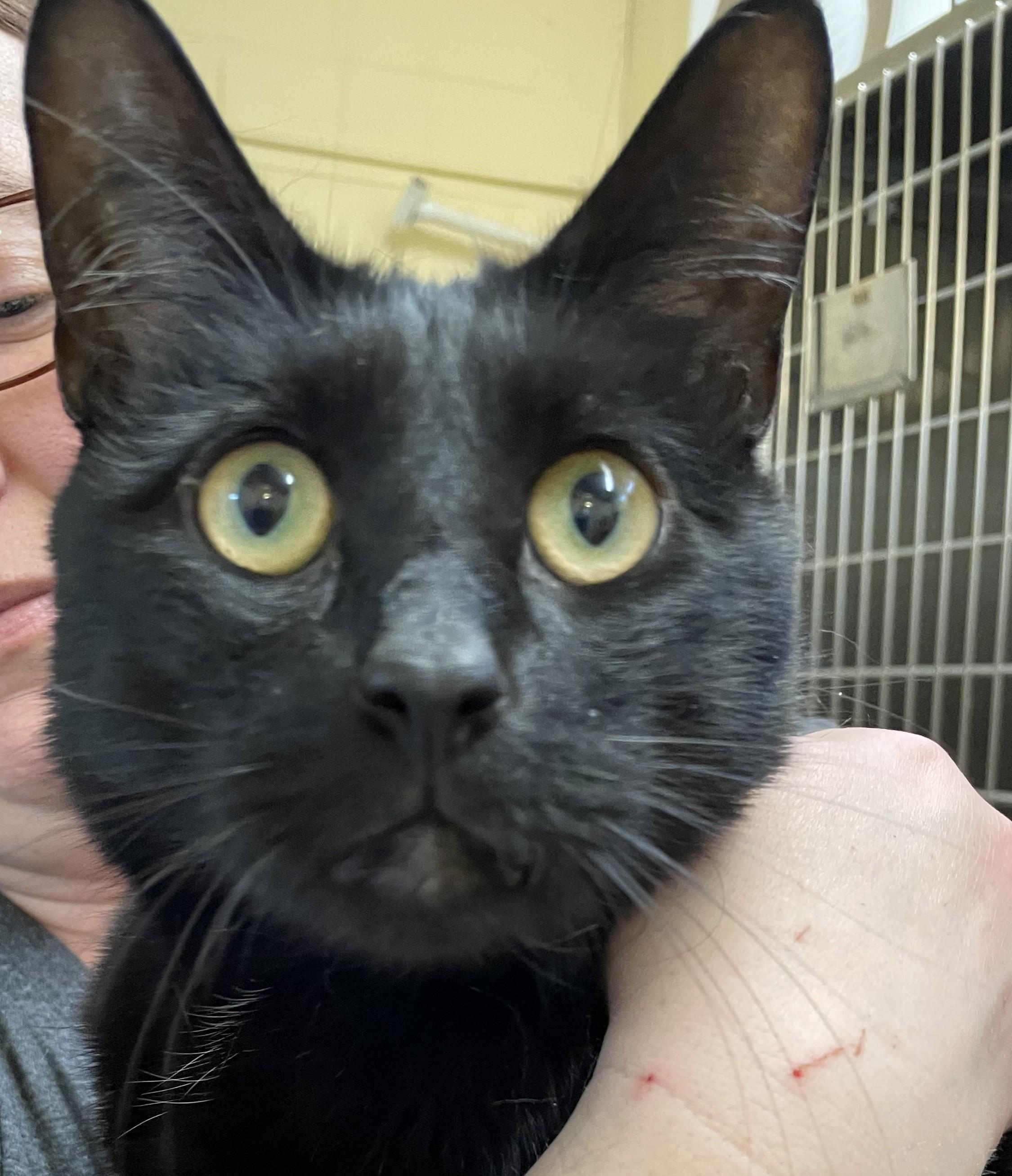 Enlarge T.J., a ADOPTABLE American Shorthair in North Kingstown, RI image 1/5