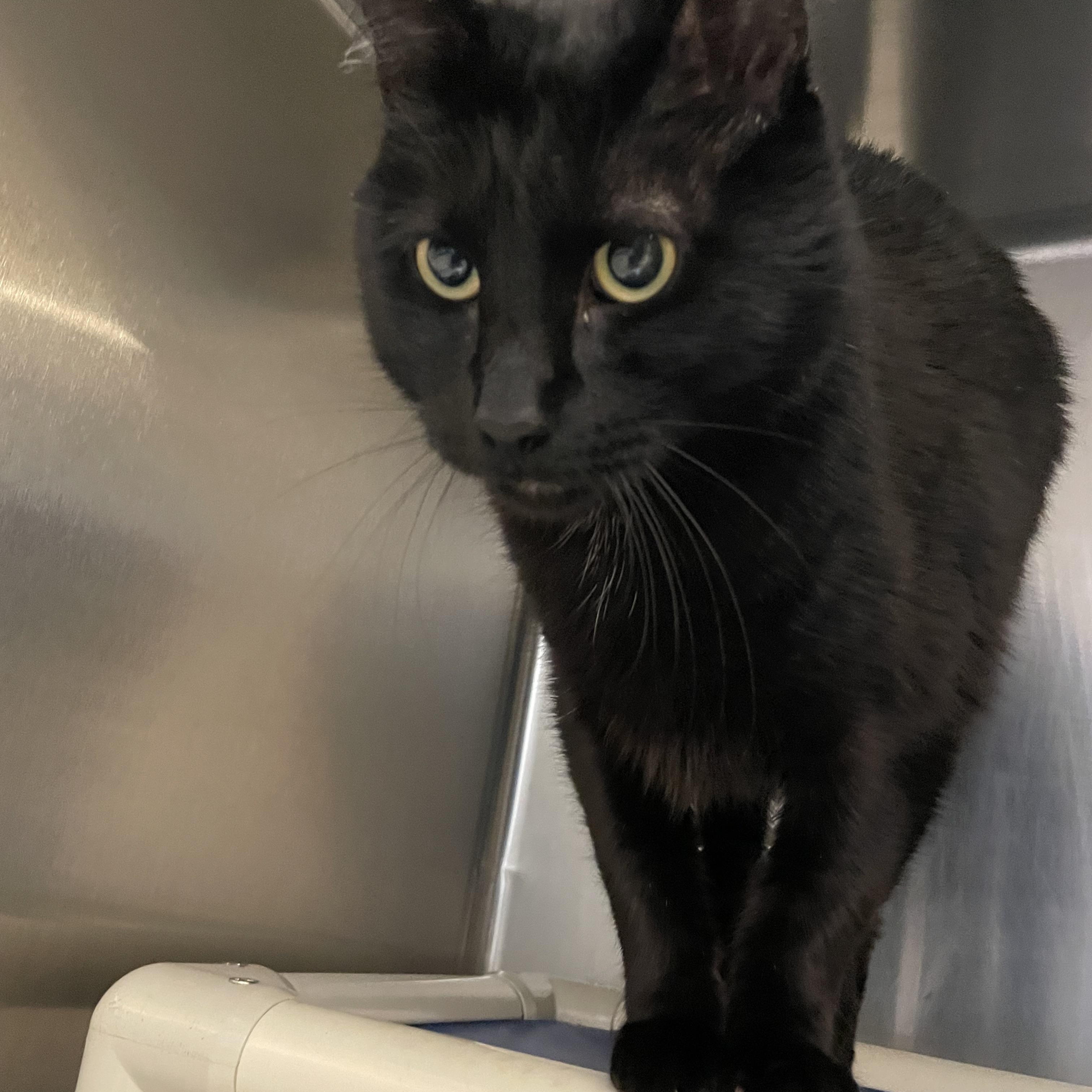 Enlarge T.J., a ADOPTABLE American Shorthair in North Kingstown, RI image 5/5