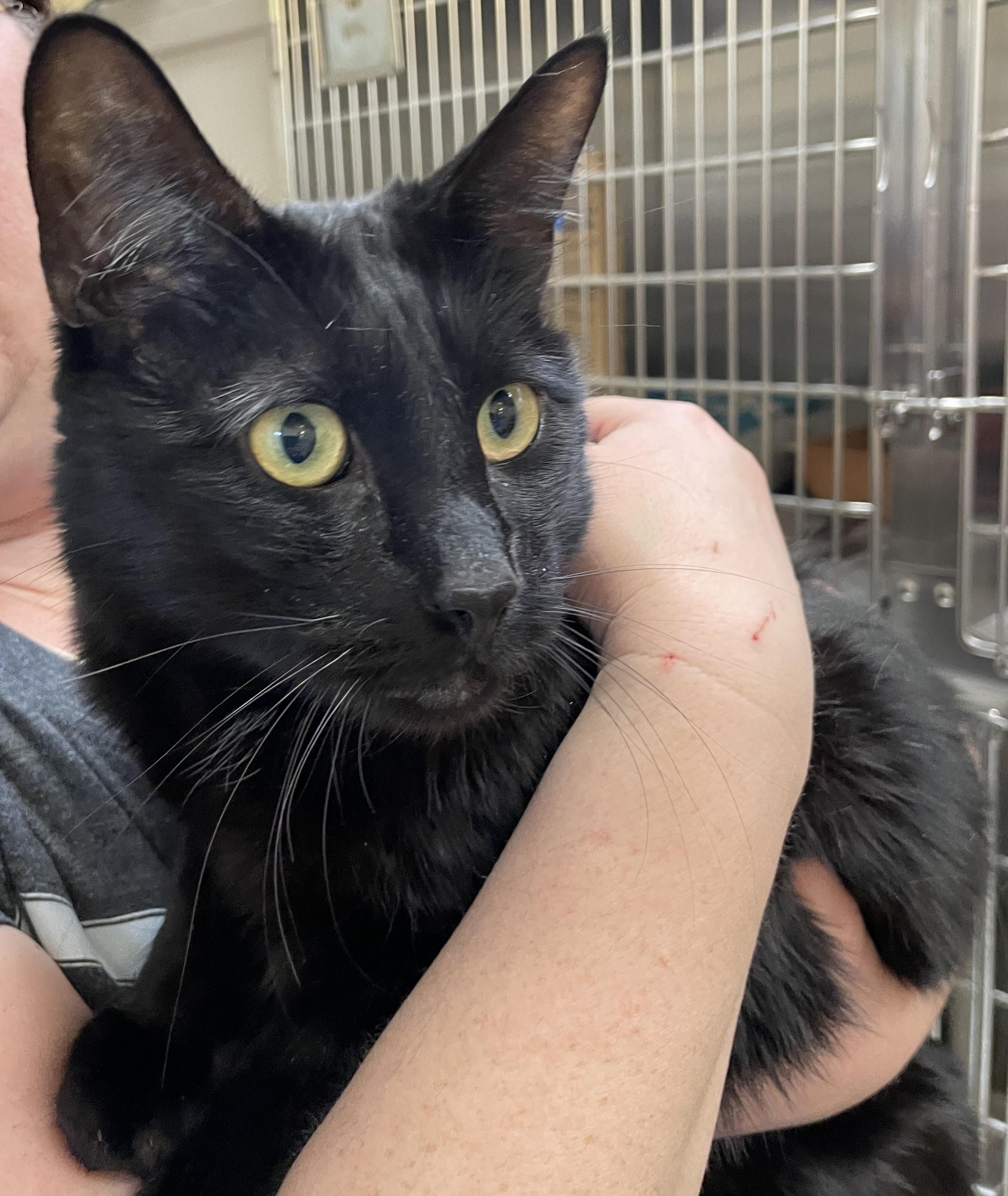 Enlarge T.J., a ADOPTABLE American Shorthair in North Kingstown, RI image 4/5