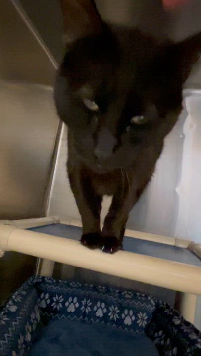 Enlarge T.J., a ADOPTABLE American Shorthair in North Kingstown, RI video 3/5