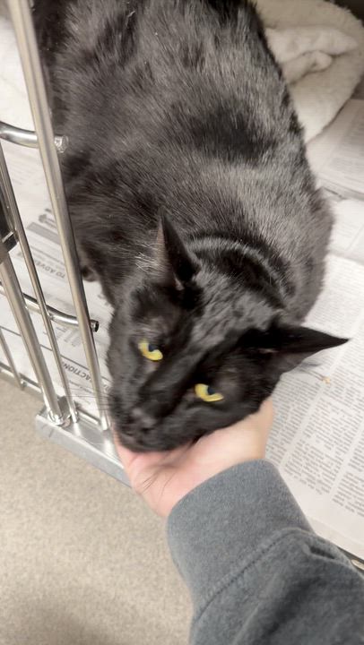 Enlarge T.J., a ADOPTABLE American Shorthair in North Kingstown, RI video 2/5