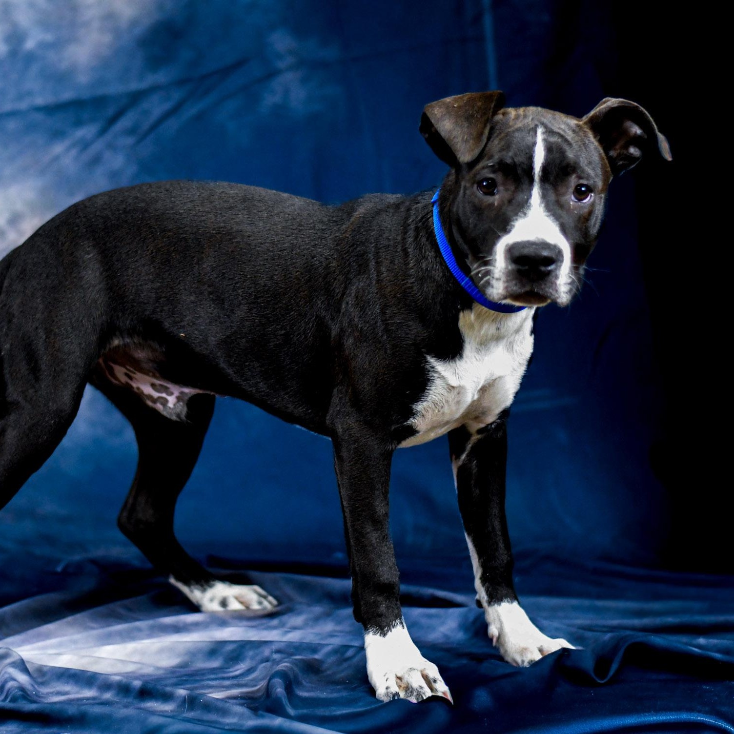 Enlarge Frederick, an adopted mixed breed in Defuniak Springs, FL image 1/1
