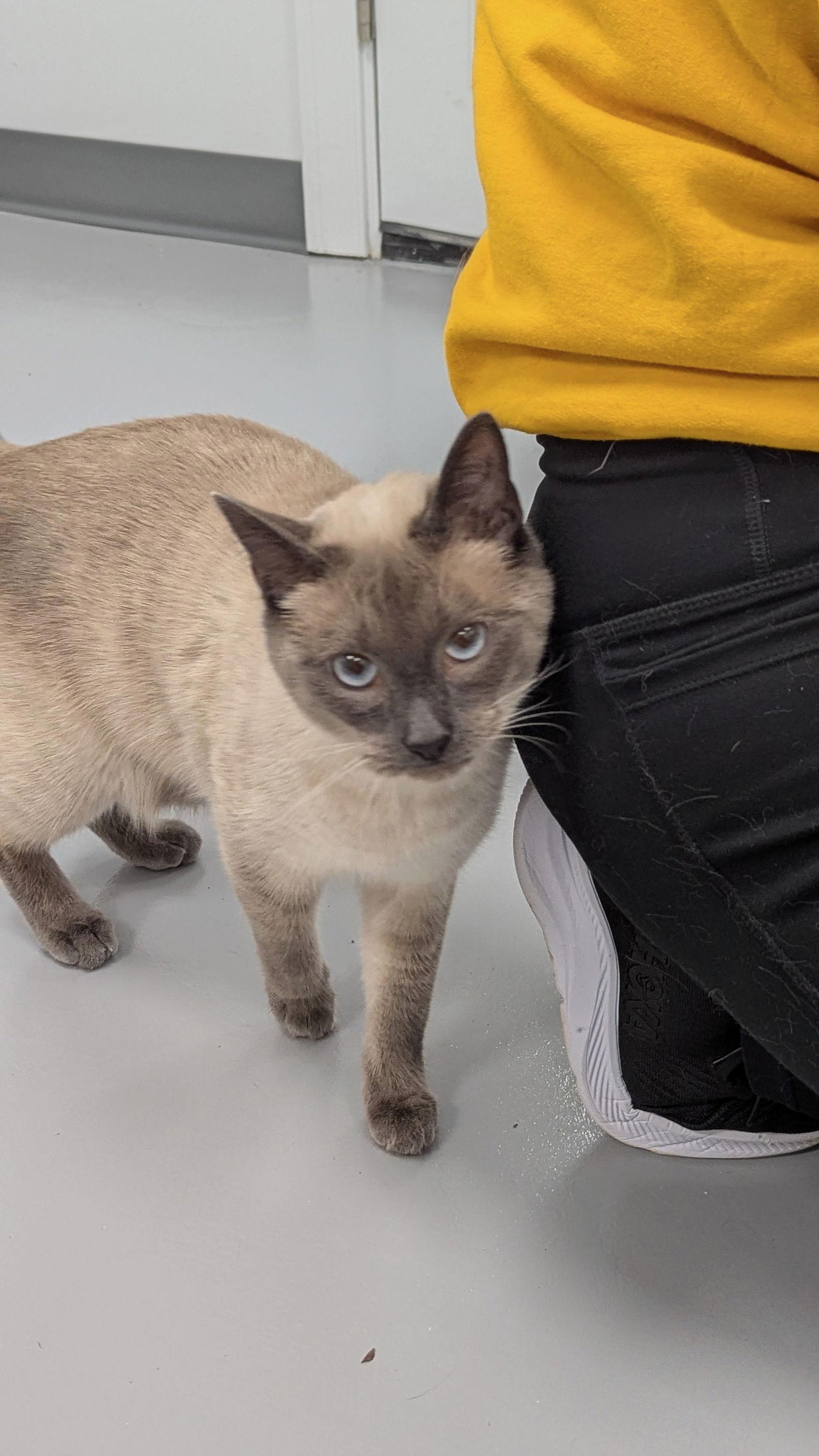 Romeo, Adopted, Young Male Siamese & Domestic Short Hair.