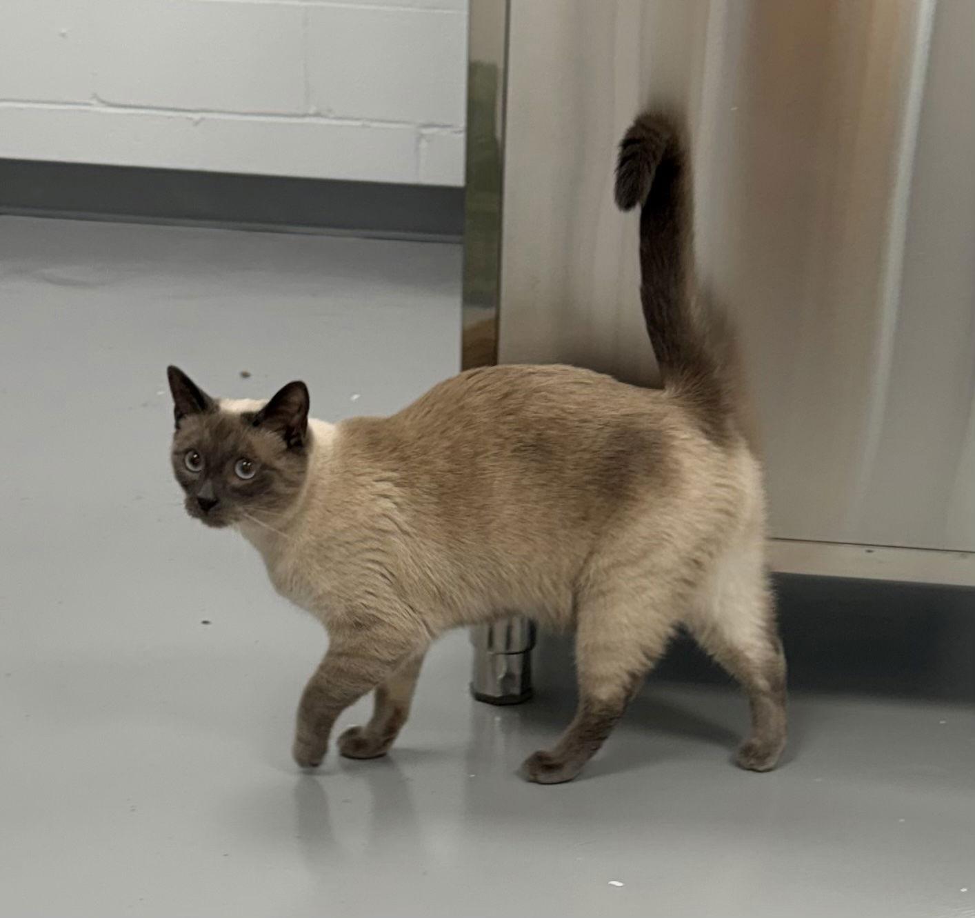 Romeo, a Adopted mixed breed in Buford, GA image 2/3