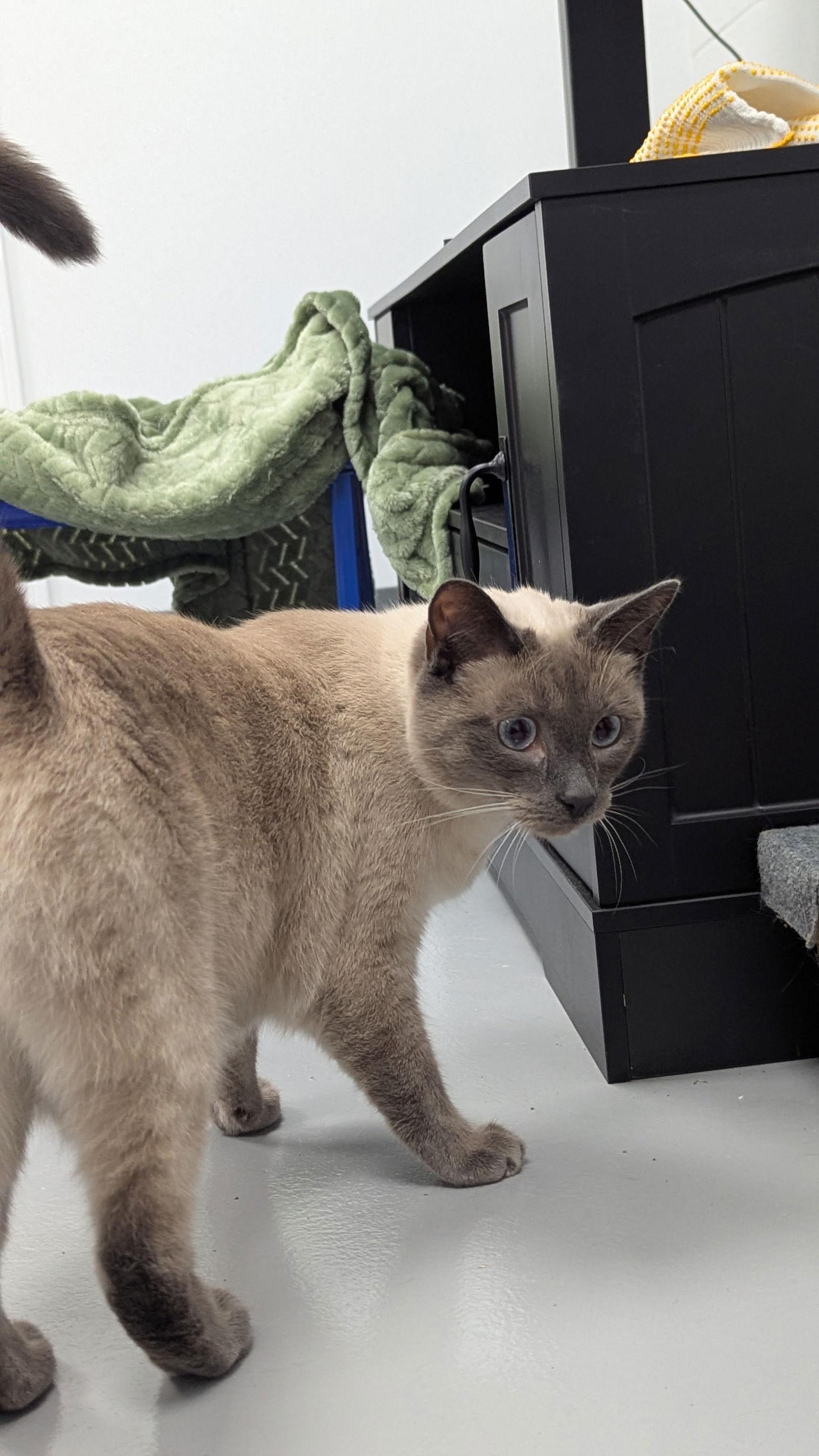 Romeo, a Adopted mixed breed in Buford, GA image 3/3