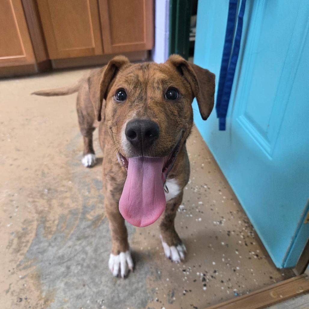 Enlarge Heath, a Adoptable Pit Bull Terrier in Newport, TN image 1/6