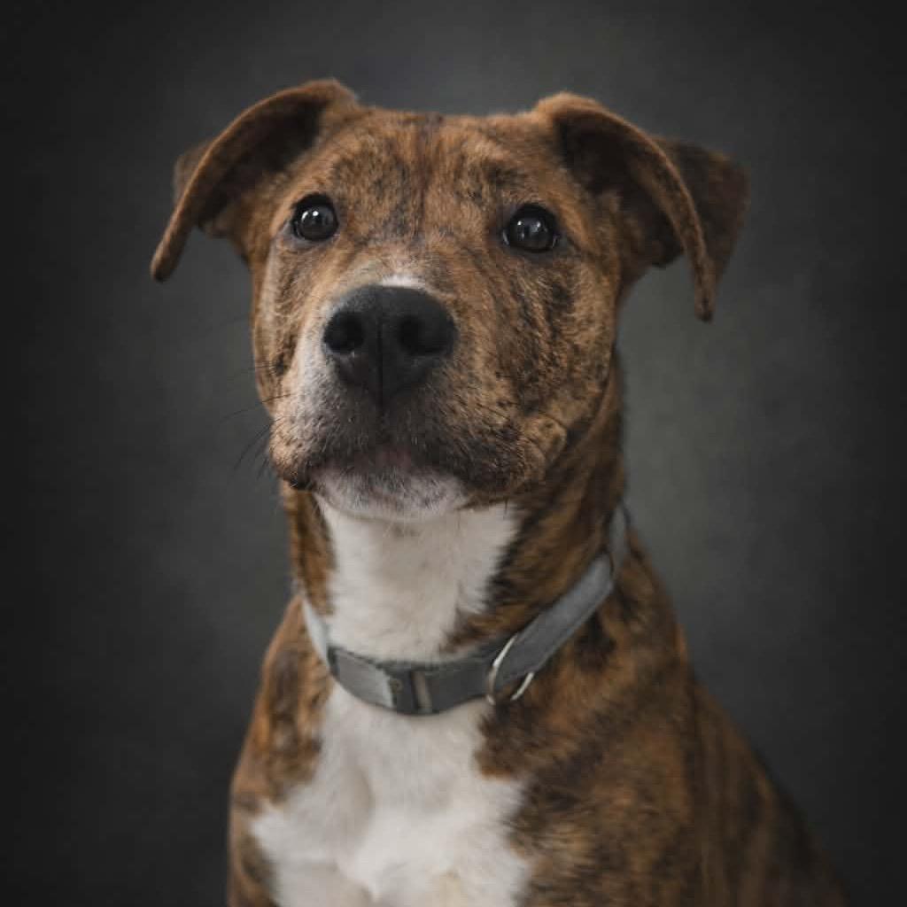 Enlarge Heath, a Adoptable Pit Bull Terrier in Newport, TN image 3/6