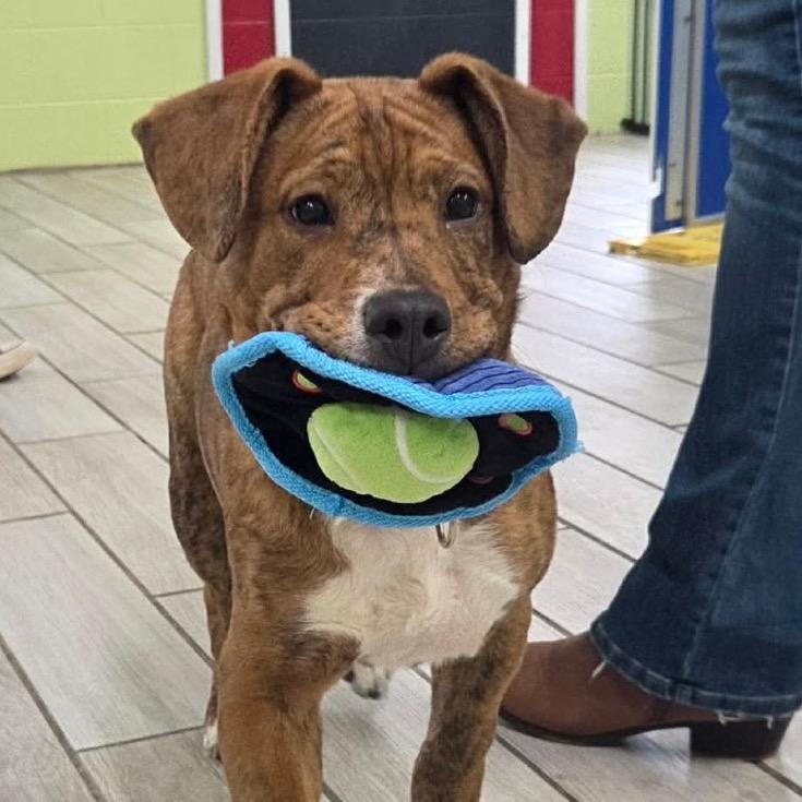 Enlarge Heath, a Adoptable Pit Bull Terrier in Newport, TN image 5/6