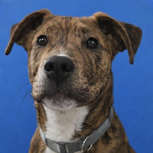 Enlarge Heath, a Adoptable Pit Bull Terrier in Newport, TN image 6/6