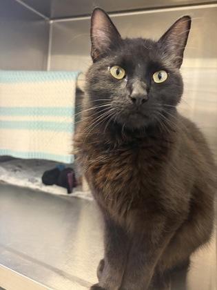 Meow You Doin, an adopted Domestic Medium Hair in Lansing, MI image 3/3