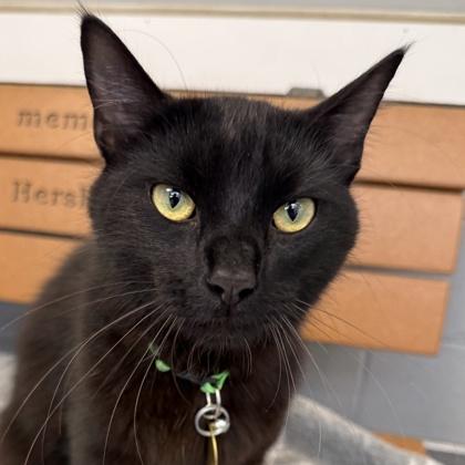 Meow You Doin, adopted, Adult Male Domestic Medium Hair.