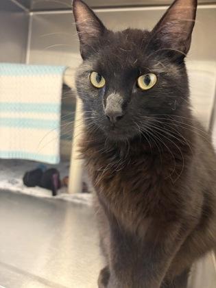 Meow You Doin, an adopted Domestic Medium Hair in Lansing, MI image 2/3