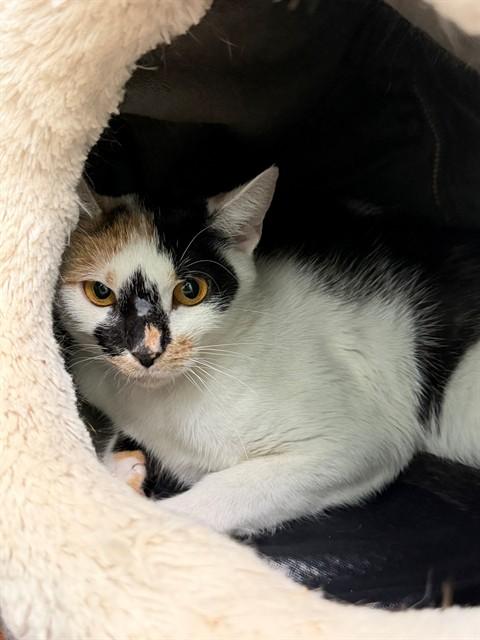 ECHO, Adoptable, Adult Female Domestic Short Hair.