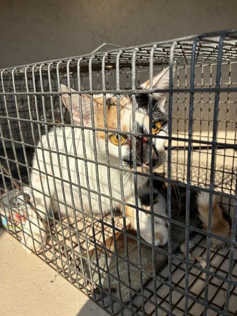 ECHO, Adoptable, Adult Female Domestic Short Hair.
