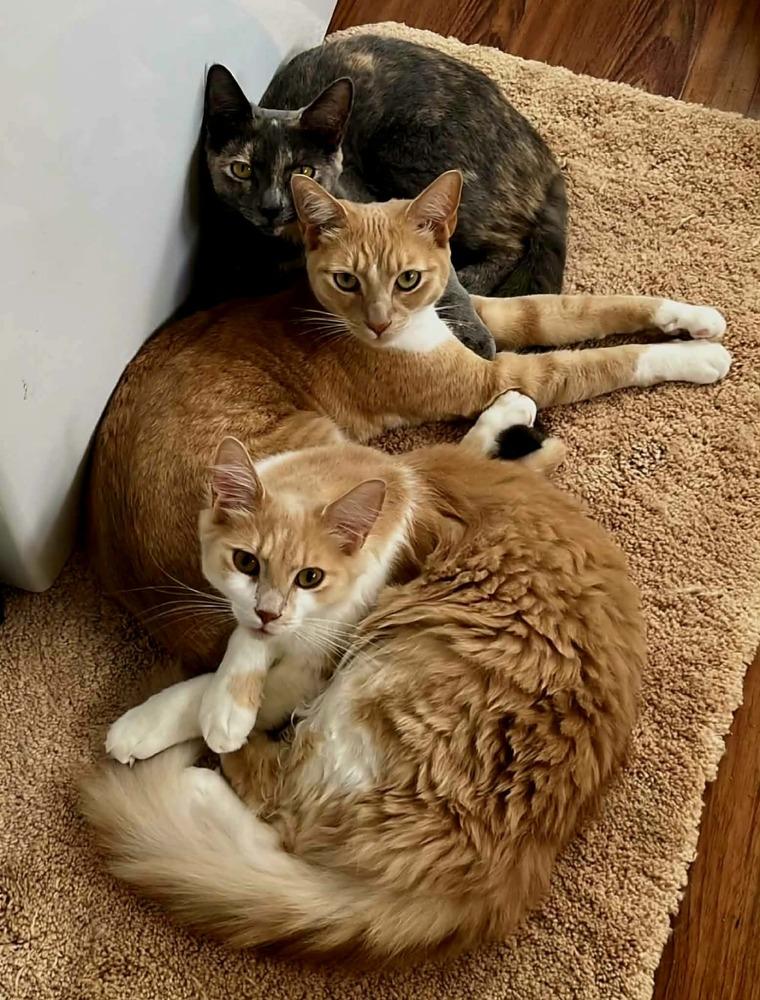 Bat Girl, Adoptable, Young Female Domestic Short Hair.