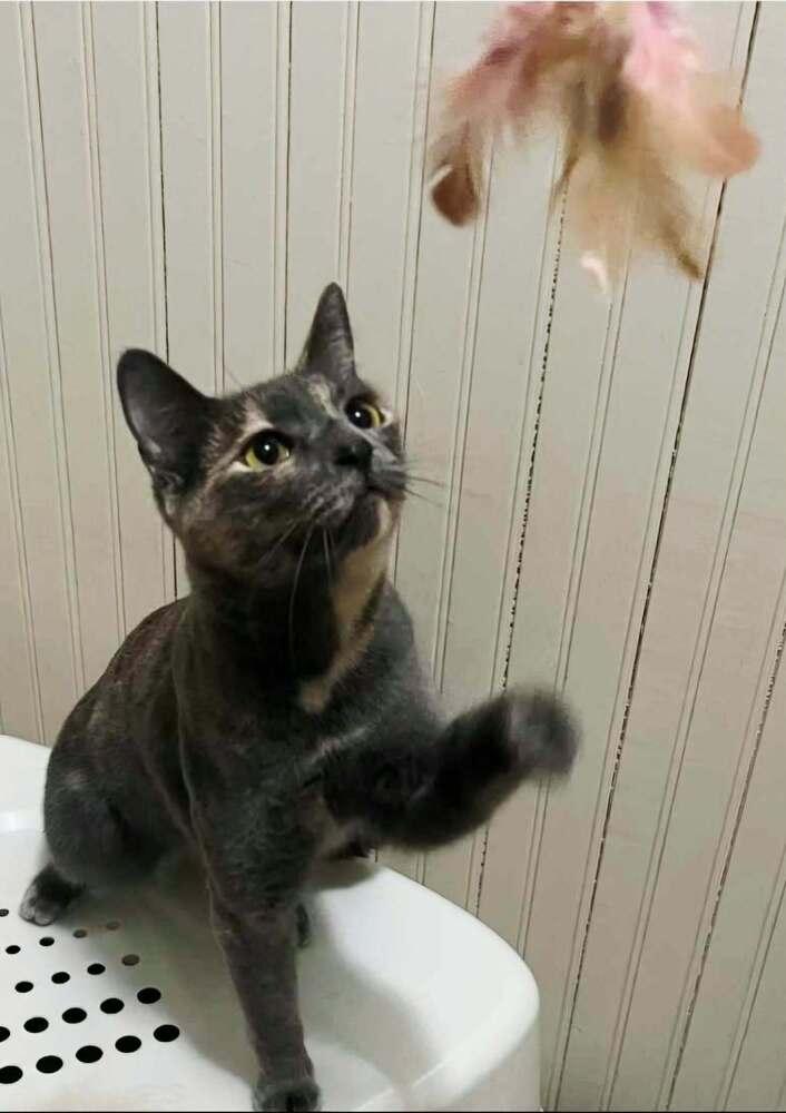 Bat Girl, a Adoptable Domestic Short Hair in WARNER ROBINS, GA image 2/3