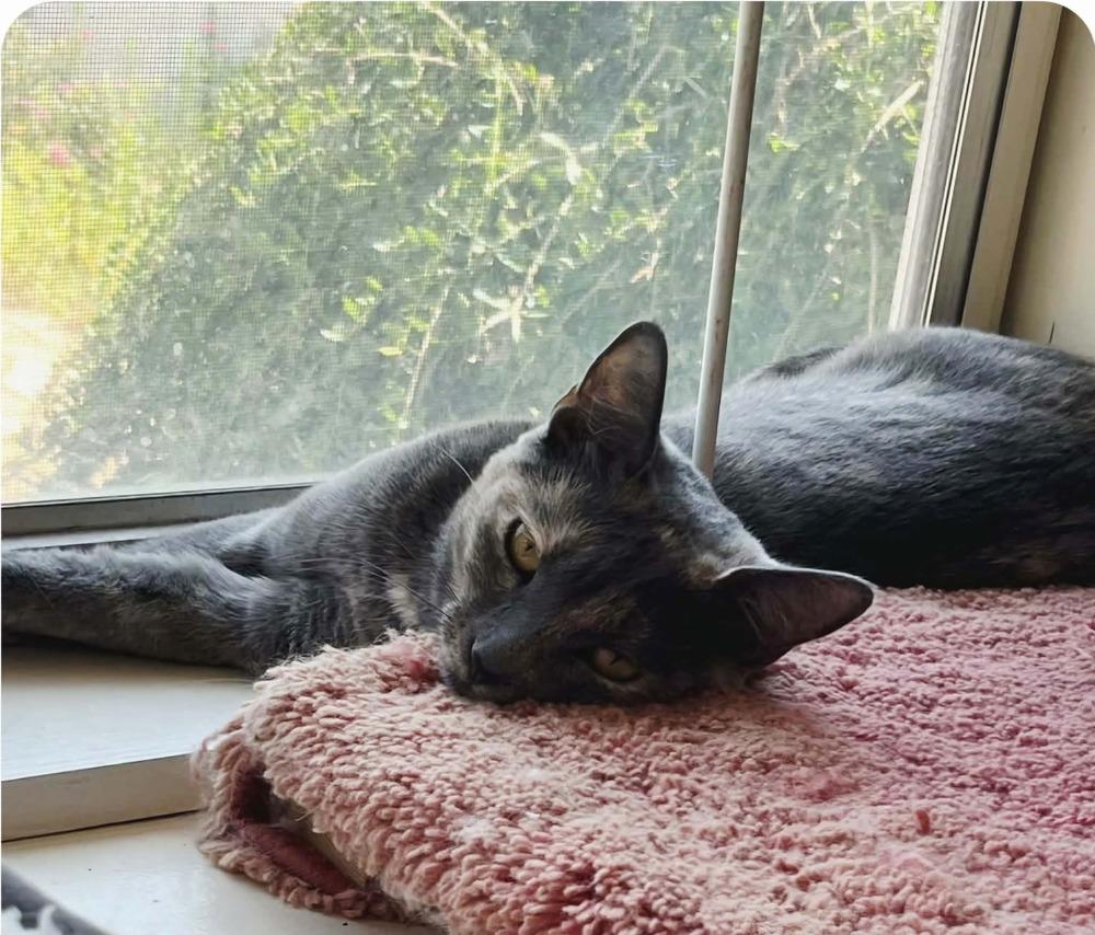 Bat Girl, a Adoptable Domestic Short Hair in WARNER ROBINS, GA image 3/3