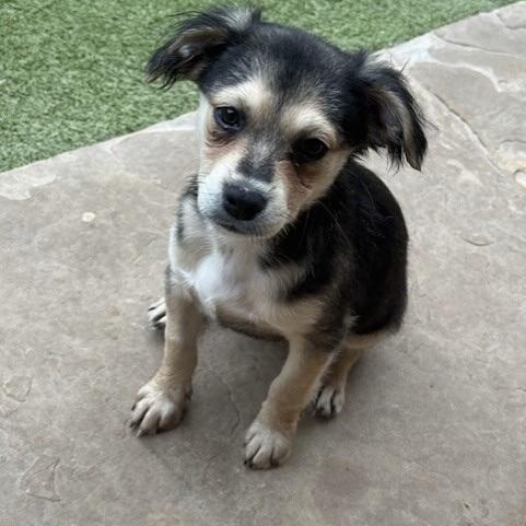 Harrow, an adoptable Terrier in cheyenne, WY, 82009 | Photo Image 1