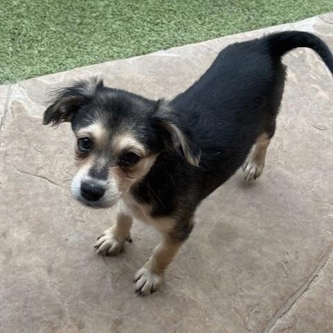Harrow, an adoptable Terrier in cheyenne, WY, 82009 | Photo Image 2