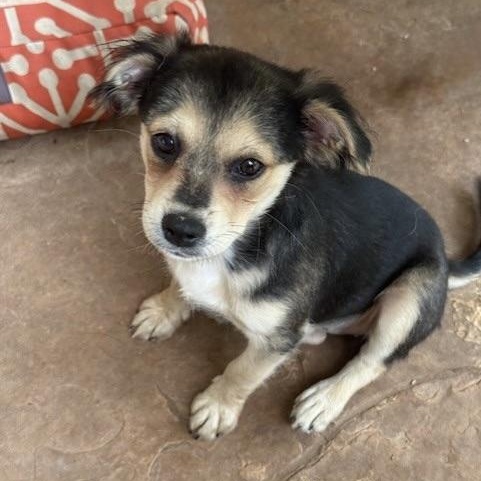 Harrow, an adoptable Terrier in cheyenne, WY, 82009 | Photo Image 5