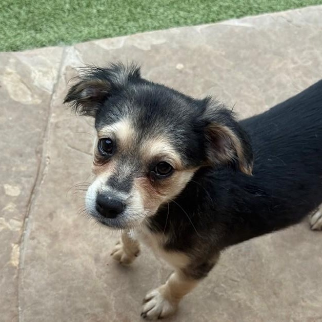 Harrow, an adoptable Terrier in cheyenne, WY, 82009 | Photo Image 6