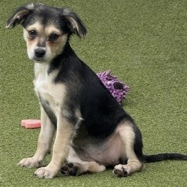 Harrow, an adoptable Terrier in cheyenne, WY, 82009 | Photo Image 4