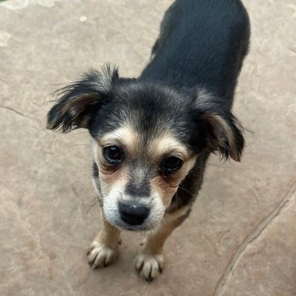 Harrow, an adoptable Terrier in cheyenne, WY, 82009 | Photo Image 3