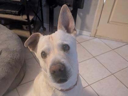 LOGAN, Adoptable, Adult Male Retriever & Mixed Breed.