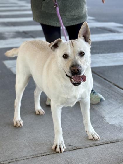 Enlarge LOGAN, a Adoptable mixed breed in El Paso, TX image 2/3