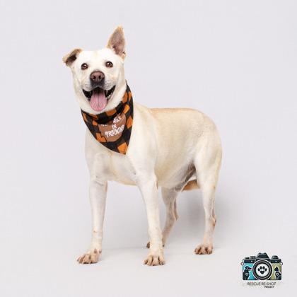 LOGAN, Adoptable, Adult Male Retriever & Mixed Breed.
