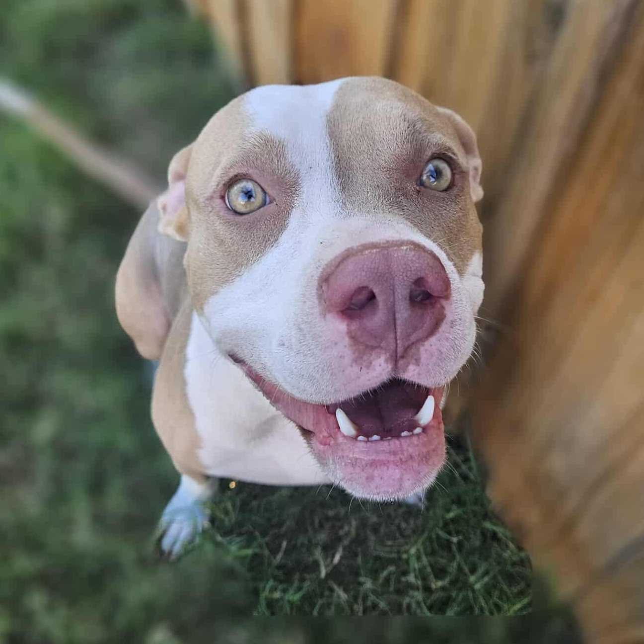 Pam-fostered in Texas, transport available — thumbnail 5