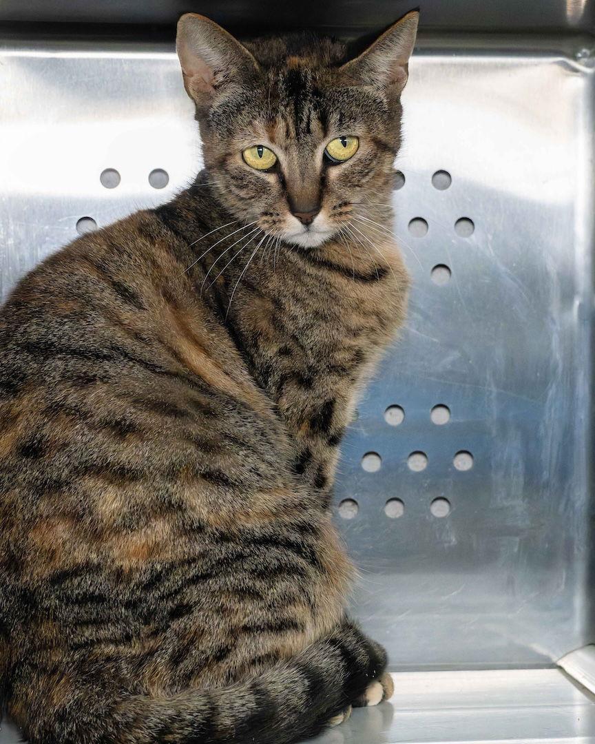 Carla, Adoptable, Young Female Domestic Short Hair.
